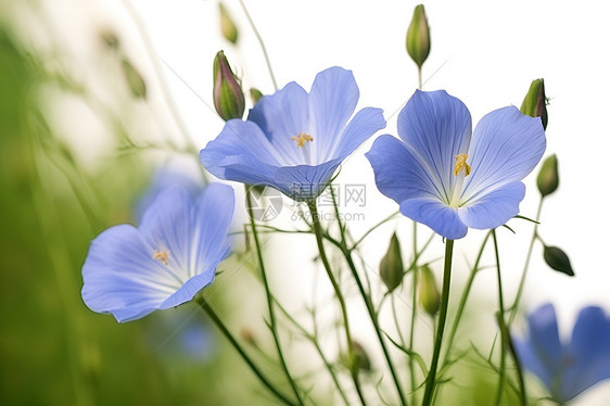 清新自然蓝花束图片