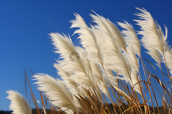 风中的芦苇图片