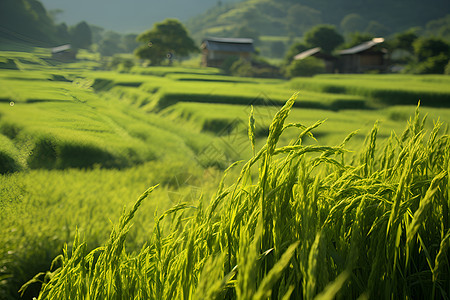 绿色田野景色图片