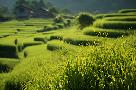田地中生长的稻田背景图片