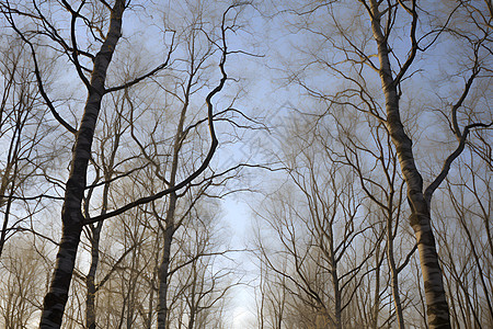 静谧冬季的森林背景图片