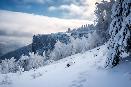 雪山上的树木图片
