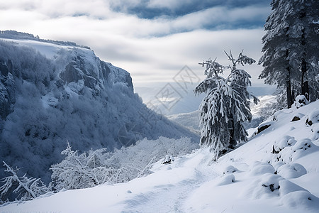 翠绿森林白雪皑皑背景图片