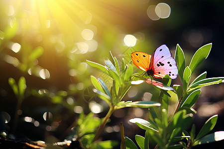 清晨微光中的蝴蝶花园图片