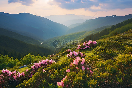 花海与山巅图片