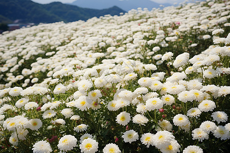 白色花海图片