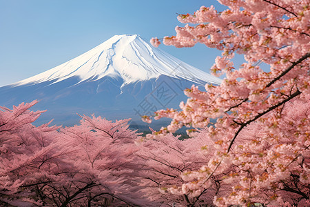 樱花下的富士山图片