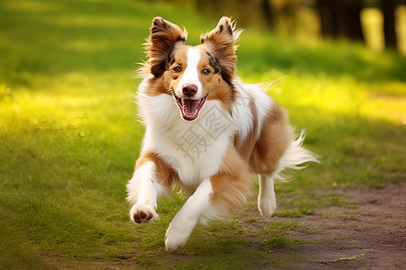 开心的狗狗在草地上奔跑图片
