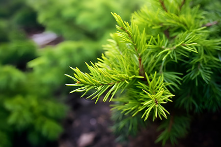 植物叶子苍翠之美背景