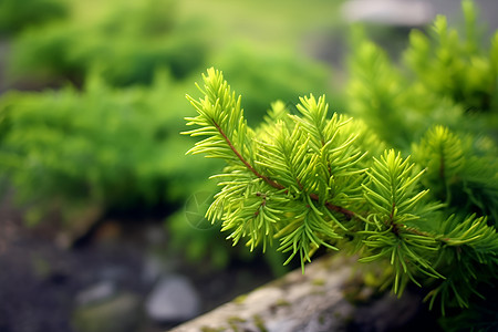 青绿植物背景图片