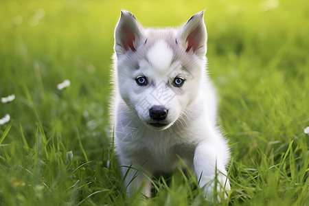草地上的小白犬图片