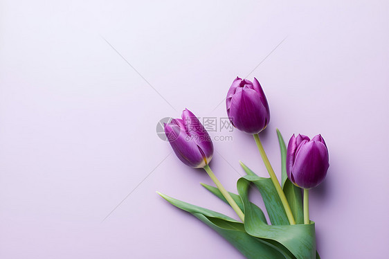 紫色郁金香花束图片