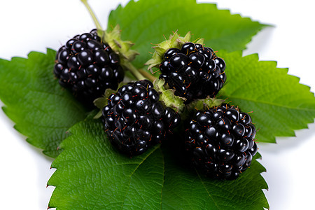清新夏日的黑莓美食图片