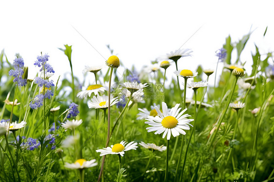 一片草坪上的野花与雏菊图片