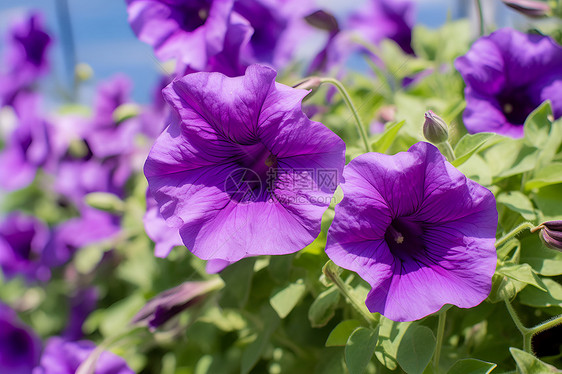 一片紫色花海图片