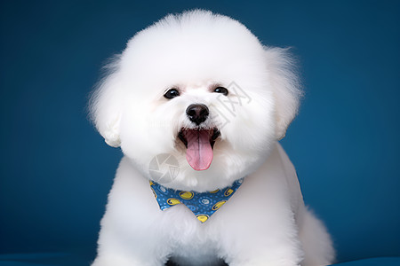佩戴蓝色领巾的狗狗图片