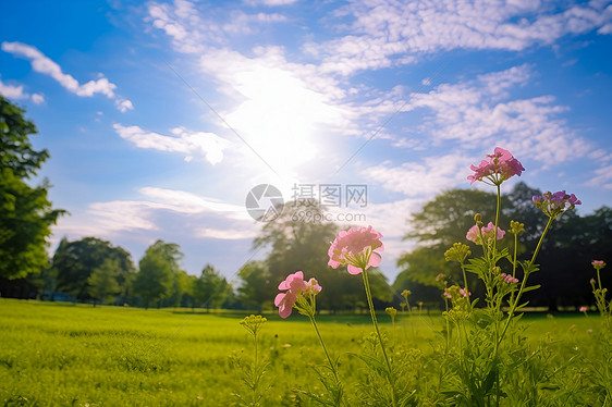 浪漫之中粉色小花图片