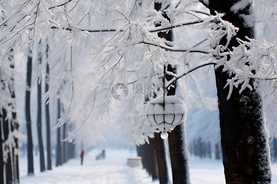 画满雪花的树木图片