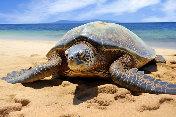 海龟沿着海滩休息图片