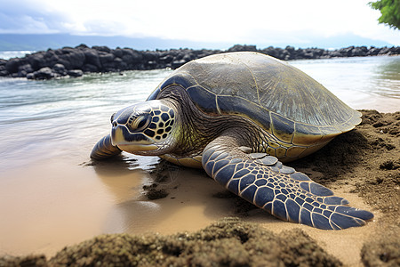 宁静海滩上的海龟图片