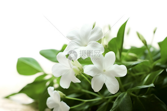 盛开的小白花图片