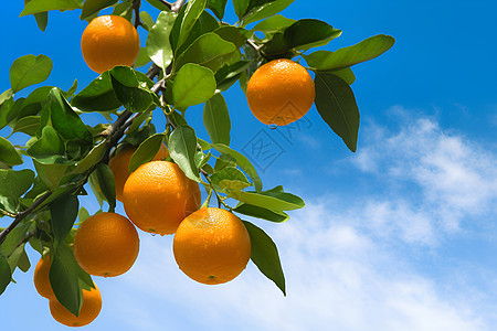 云中熟橙橙子果园高清图片