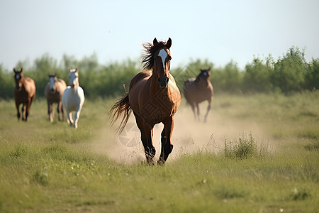 草地上奔跑的一群马图片