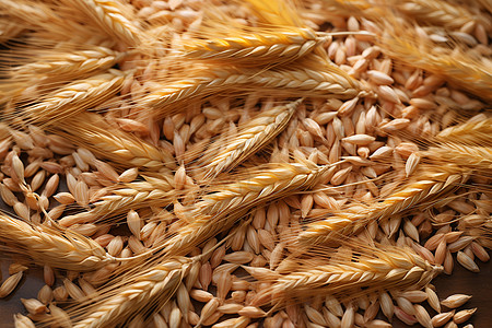 麦子上的麦穗图片