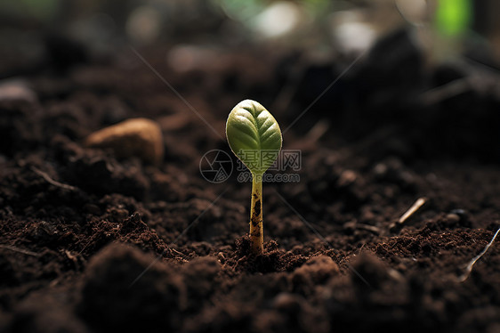 勃发新生的植物图片