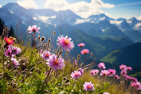 山脉草坪上的花朵图片