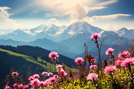 粉色花朵盛开的山脉图片