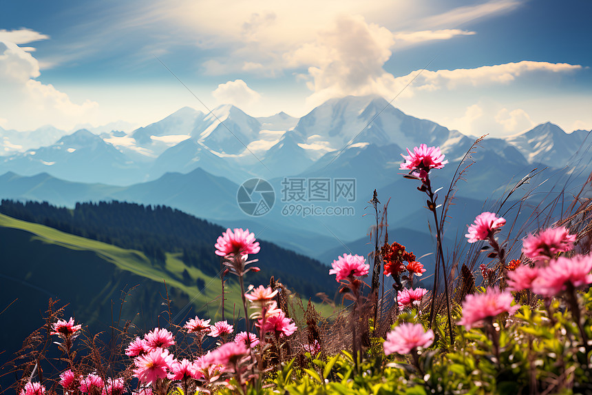 粉色花朵盛开的山脉图片