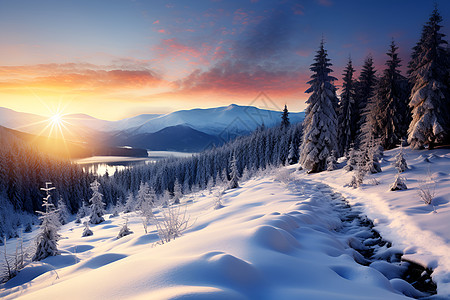 日光照在雪地的树木上图片