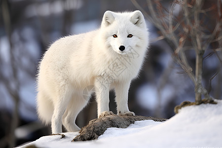 白色的狼岩石北极狐高清图片