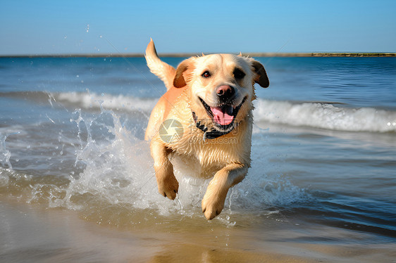 海滩上奔跑的狗狗图片