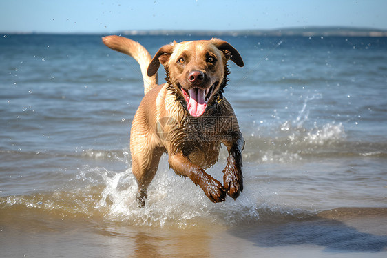 狗在海滩上奔跑图片