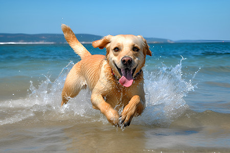 开心的犬在海滩上奔跑图片