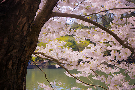 春日河边盛开的花朵图片