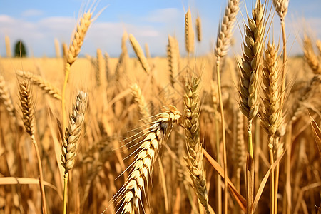 麦田成熟的麦穗图片