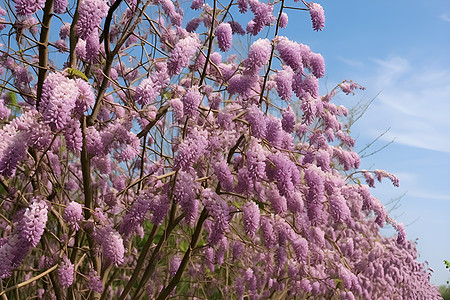 繁盛美丽的紫色花树背景图片