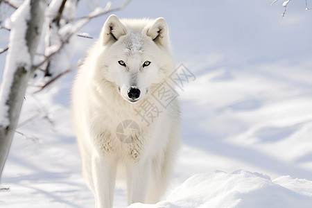 冬日孤独的白狼图片