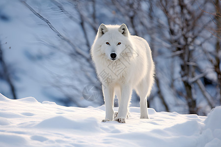 雪中白狼北极狼素材高清图片