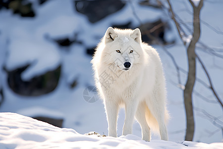 雪地孤独的白狼图片