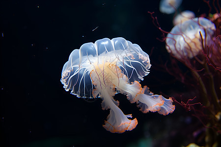 水母海洋生物图片