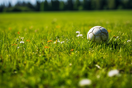 草坪上的足球图片