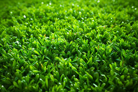 绿色的草皮背景图片