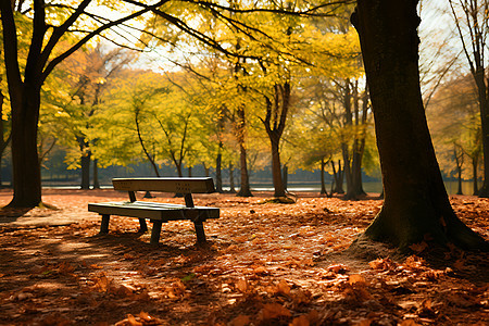 秋日树林里的凳子图片