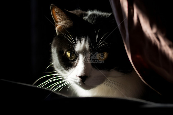 猫探出窗帘图片