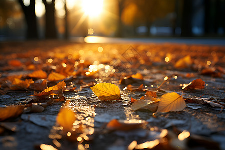 浅色地地面上的秋日落叶背景