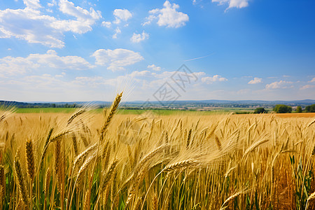 金秋稻田的美景图片